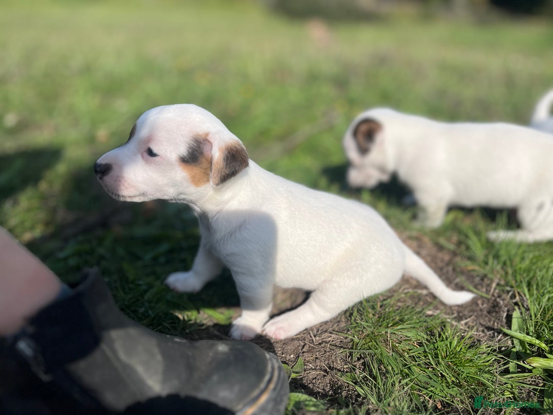 Jack Russell dogs for sale: Miniature Jack Russell terrier puppies  - Image 17
