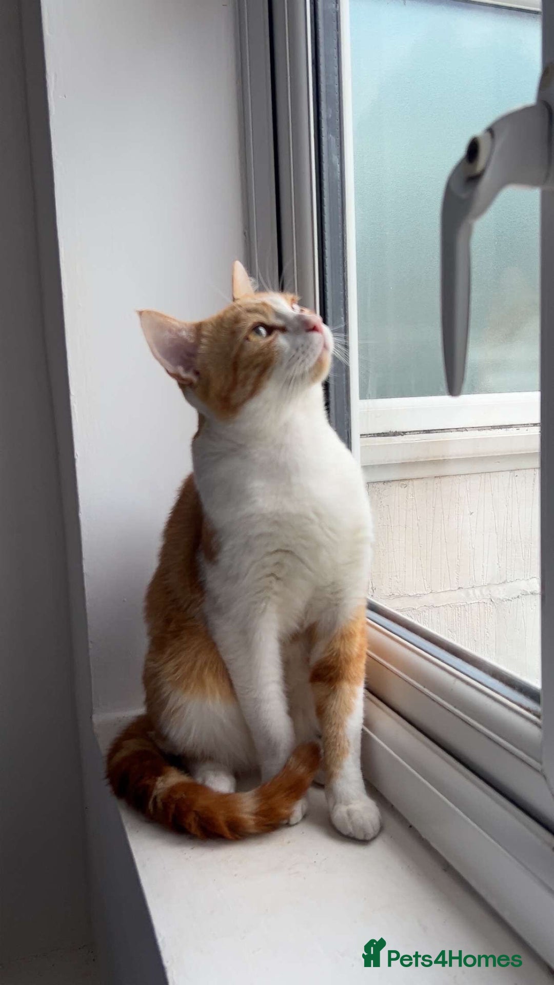 British Shorthair cats for sale: 1 year old cat  - Image 4