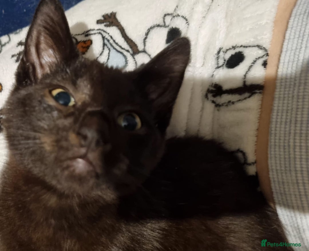 Mixed Breed cats for sale: Kittens - Advert 3