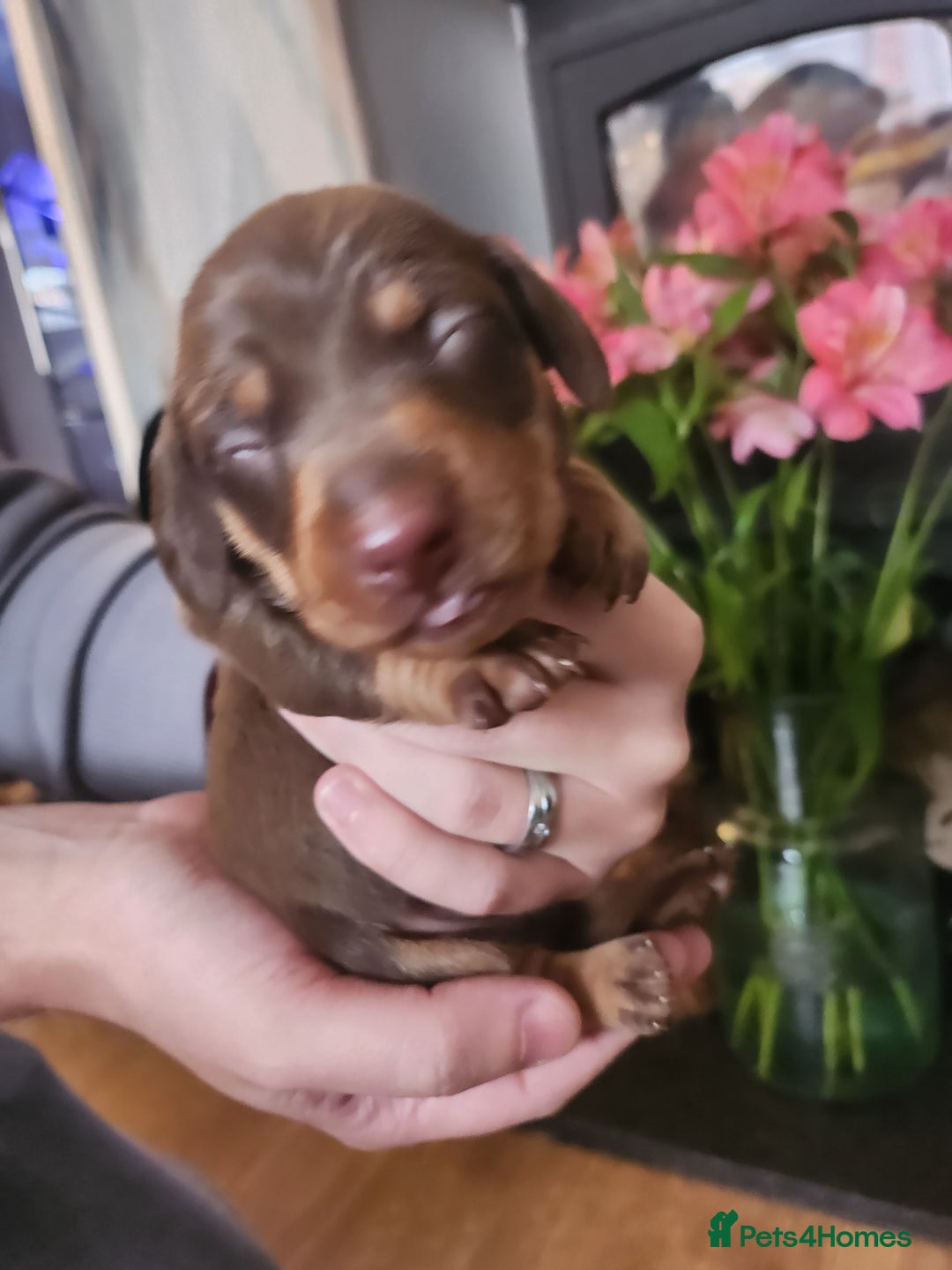 Miniature Dachshund dogs for sale: Chocolate and Tan mini dachshund  - Image 26