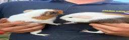 Guinea Pig rodents for sale: Guinea pigs  - Advert 6