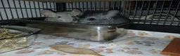 Chinchilla rodents for sale: 2 male chinchilla  - Advert 7