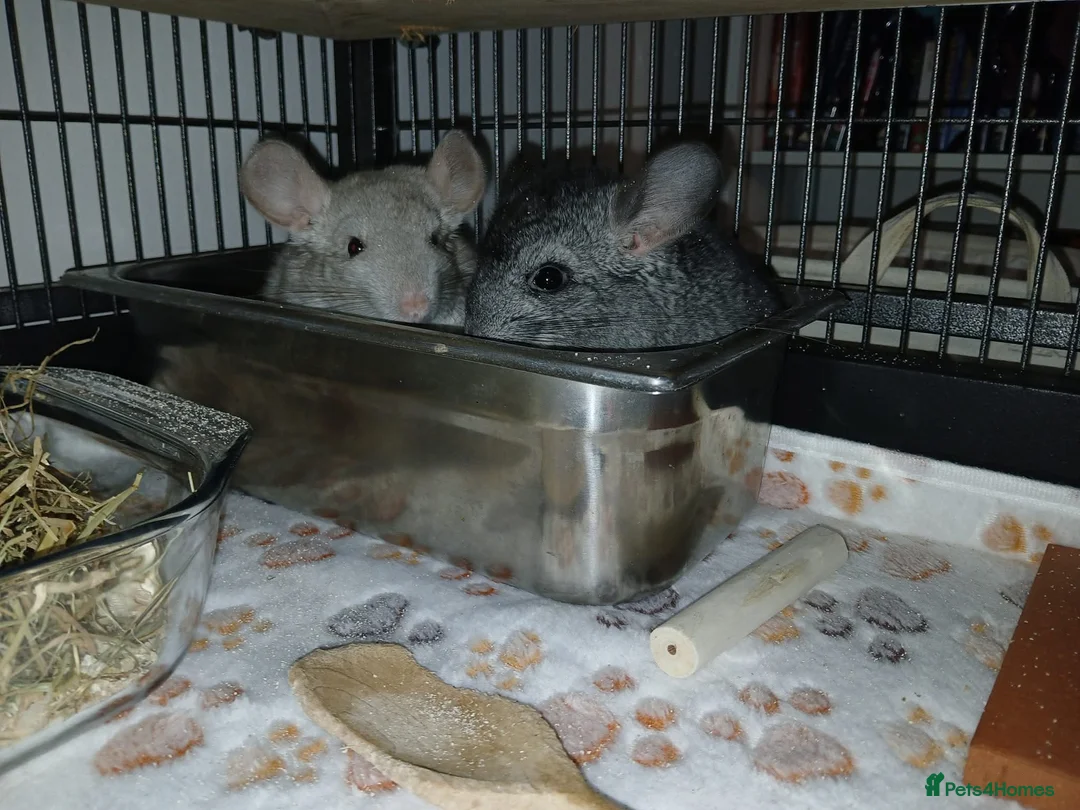 Chinchilla rodents for sale: 2 male chinchilla  - Advert 7