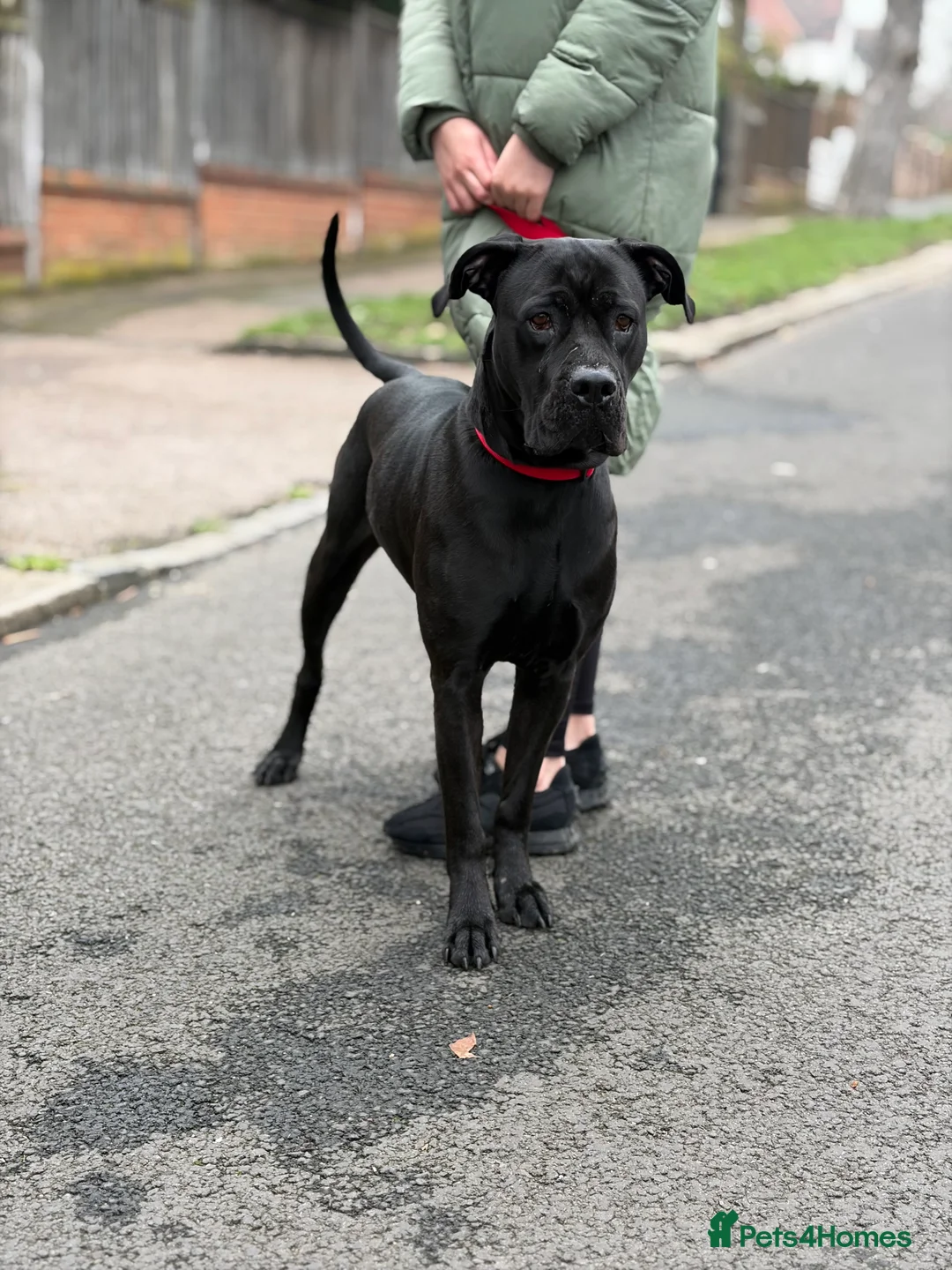 Cane Corso dogs for sale: Cane corso female  in London - Advert 3