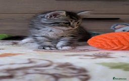 Maine Coon cats for sale: Maine Coon - Image 39