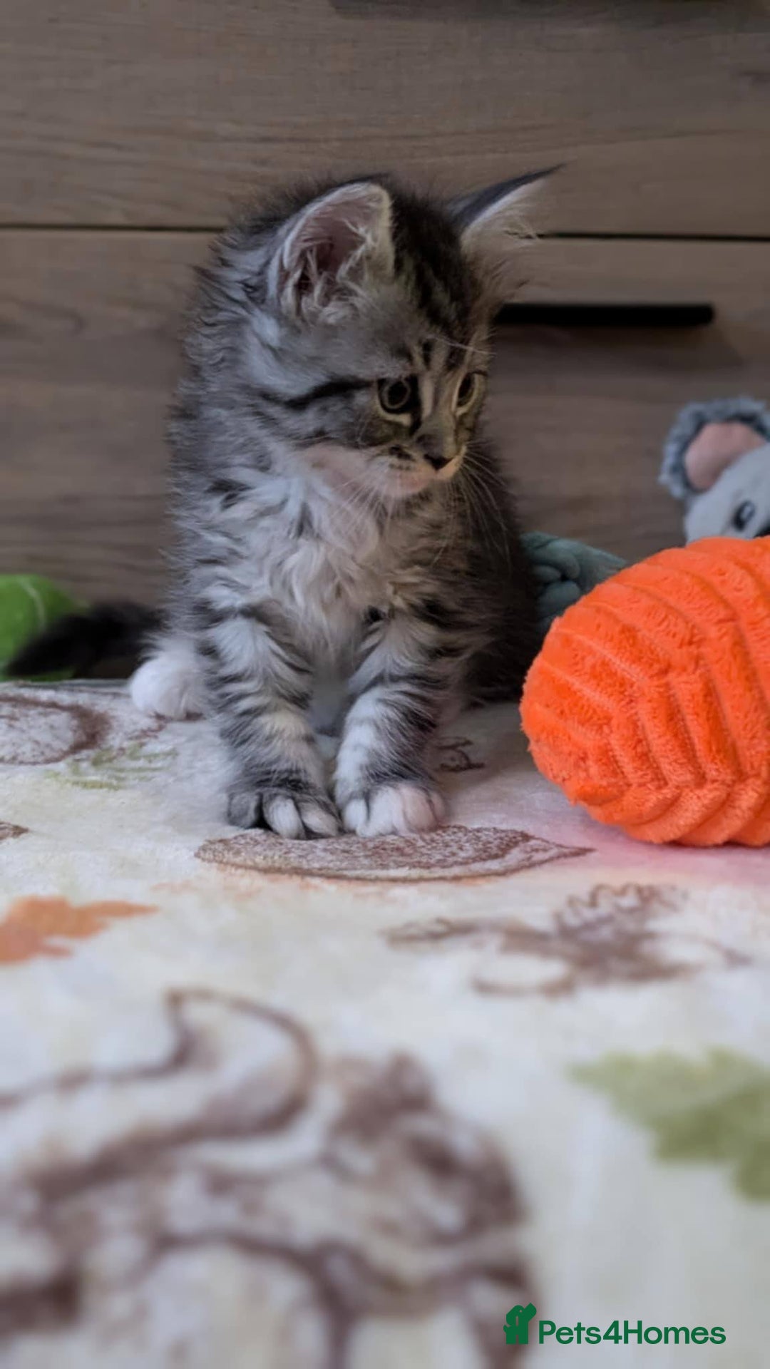 Maine Coon cats for sale: Maine Coon - Image 39