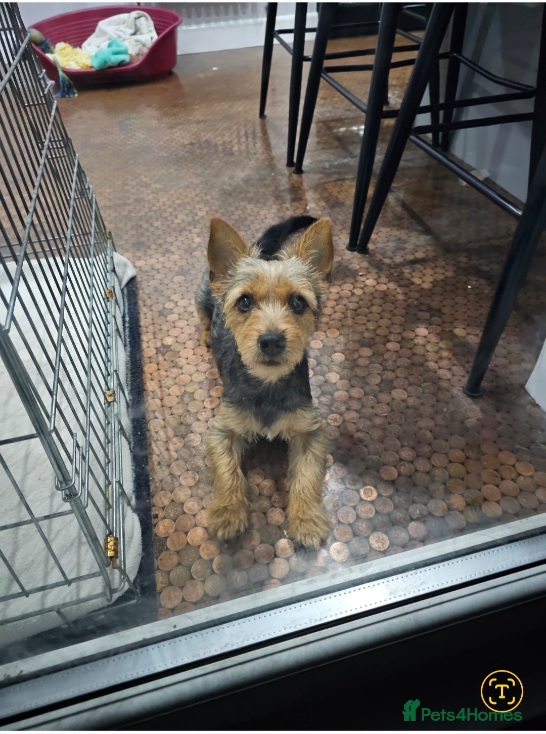 Jack Russell dogs 7 jack Russell puppies - Advert 2