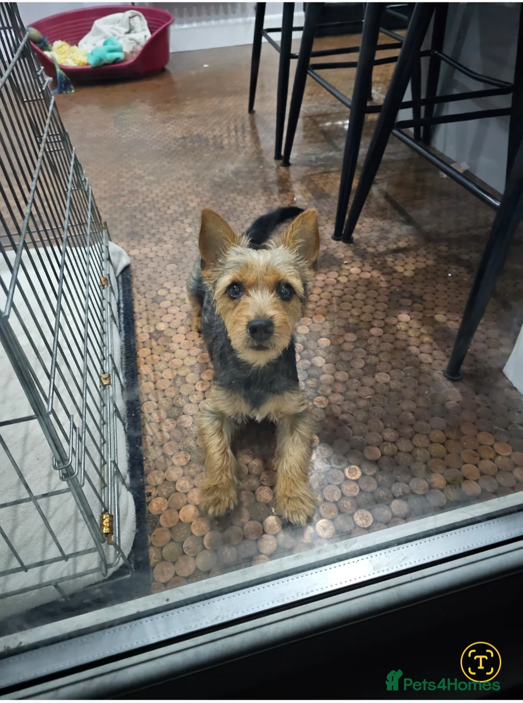 Jack Russell dogs for sale: 7 jack Russell puppies - Advert 1