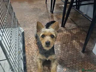 Jack Russell dogs 7 jack Russell puppies - Advert 1