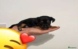 Jack Russell dogs for sale: Jack Russell Puppies  - Image 12