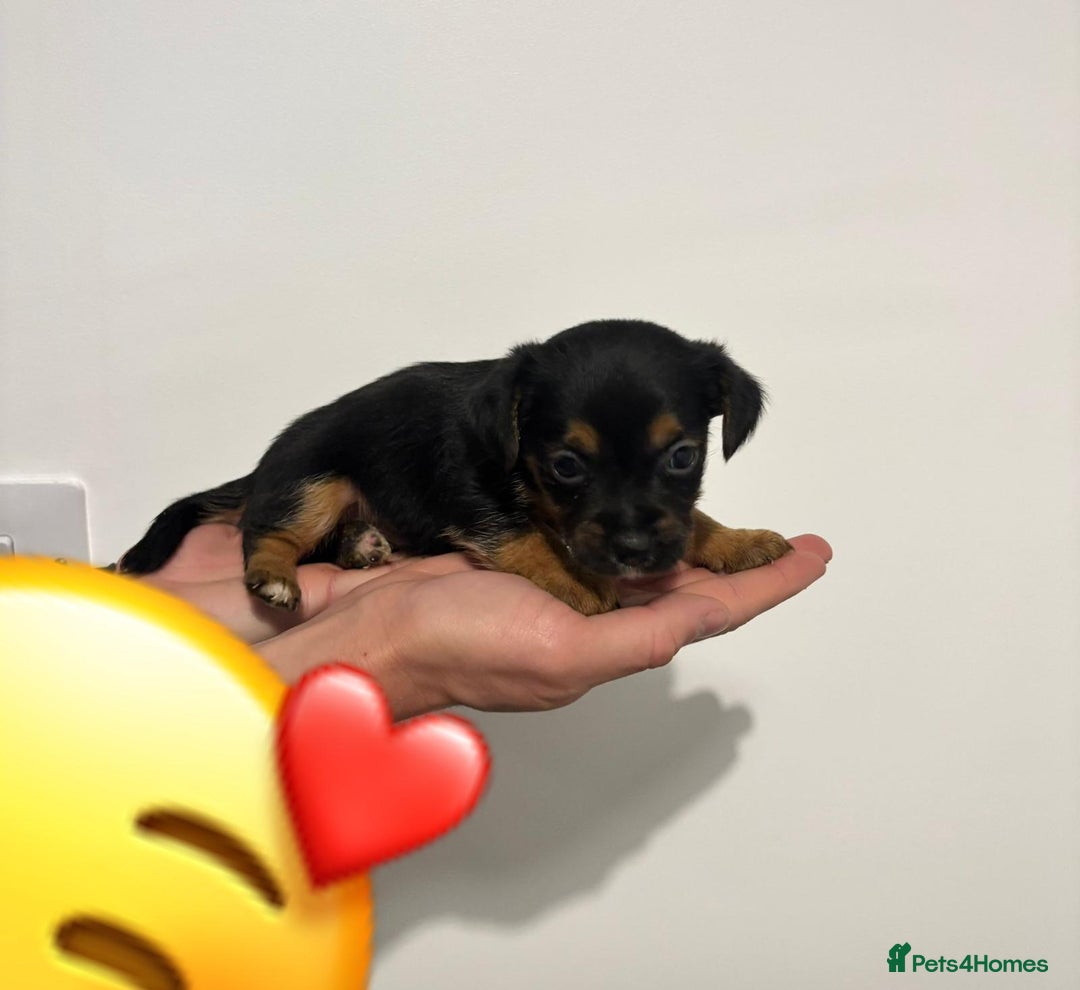 Jack Russell dogs for sale: Jack Russell Puppies  - Image 12
