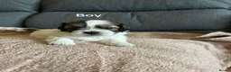 Shih Tzu dogs for sale: These 4 bundles of joy are so cute and cuddly  in Maidstone - Advert 3
