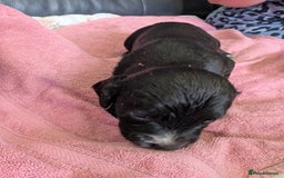 Sprocker dogs for sale: Working Sprocker puppies  - Image 10