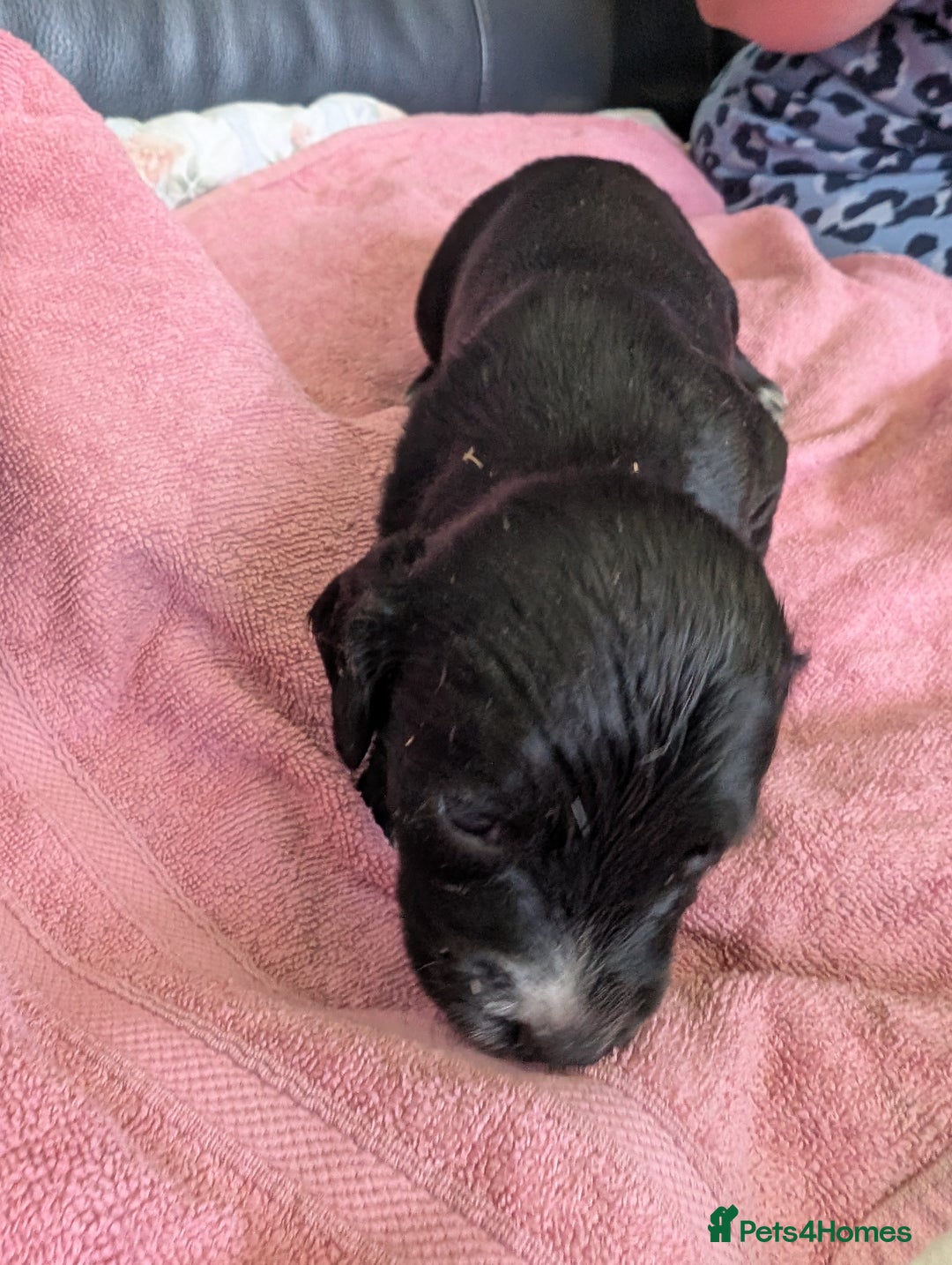Sprocker dogs for sale: Working Sprocker puppies  - Image 10