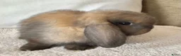 Mini Lop rabbits for sale: Mini lop buck - Advert 3