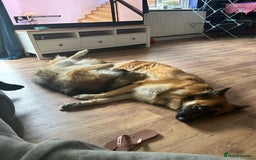 German Shepherd dogs for sale: Beautiful brothers  - Image 2