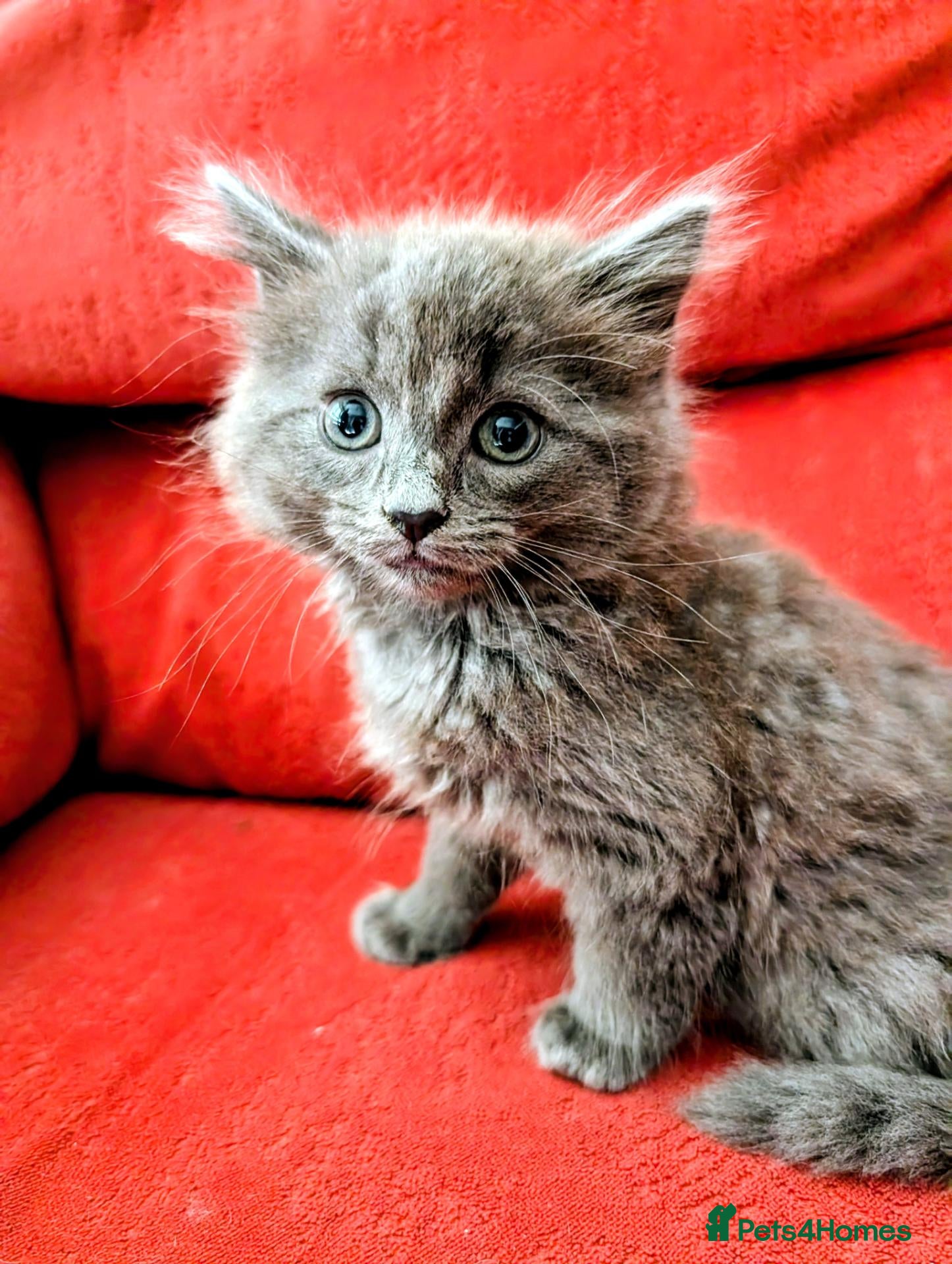 Mixed Breed cats Stunning Fluffy Kittens  - Advert 2