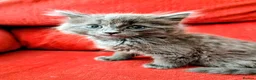 Mixed Breed cats for sale: Stunning Fluffy Kittens  - Advert 6