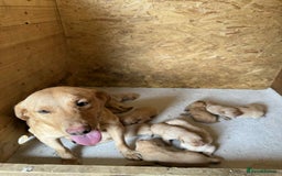 Labrador Retriever dogs for sale: KC Registered labradores ready to leave  - Image 9