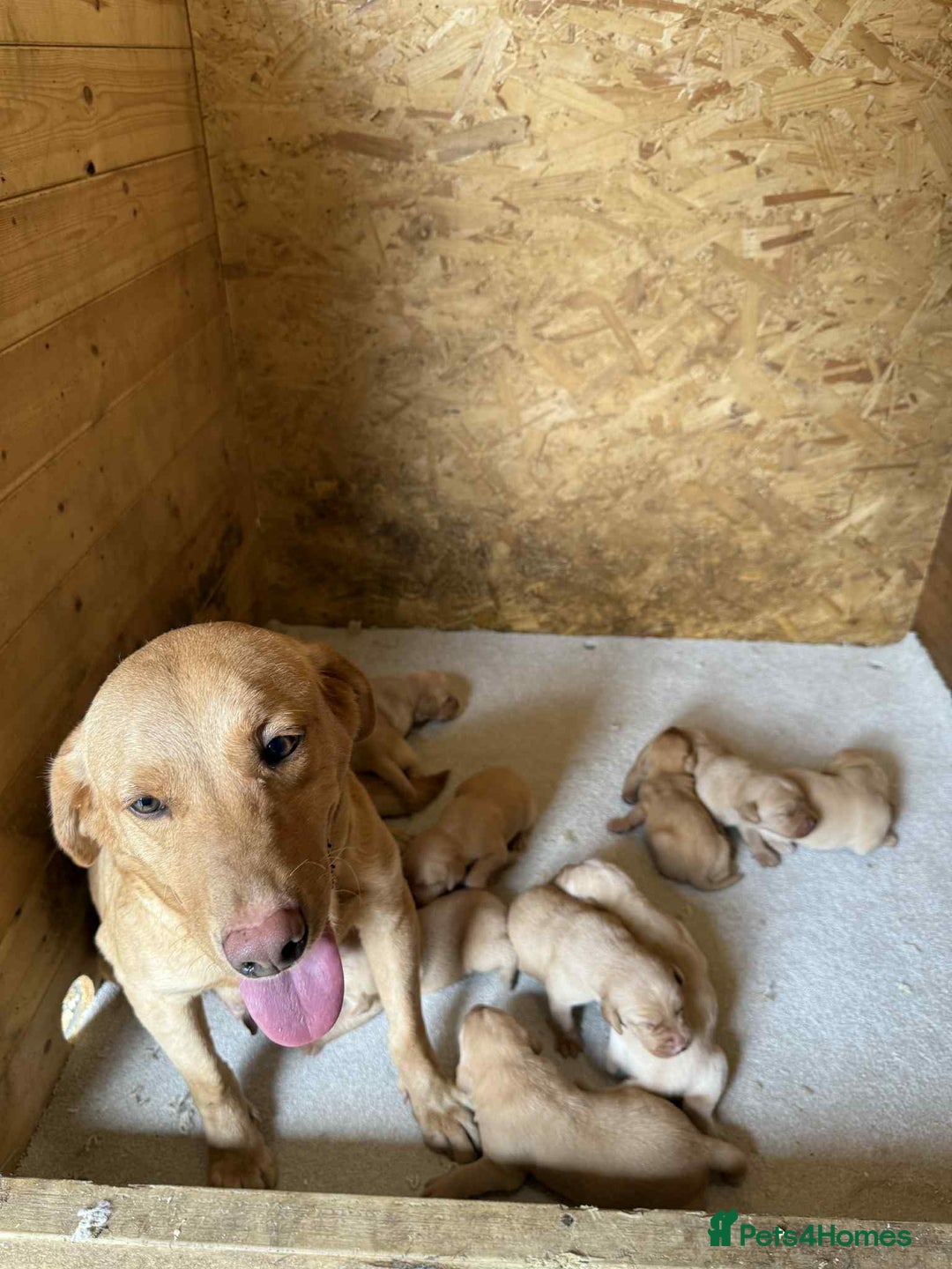 Labrador Retriever dogs for sale: KC Registered labradores ready to leave  - Image 9