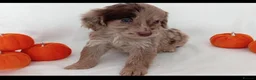 Cockapoo dogs for sale: Showtype cockapoo - Advert 2