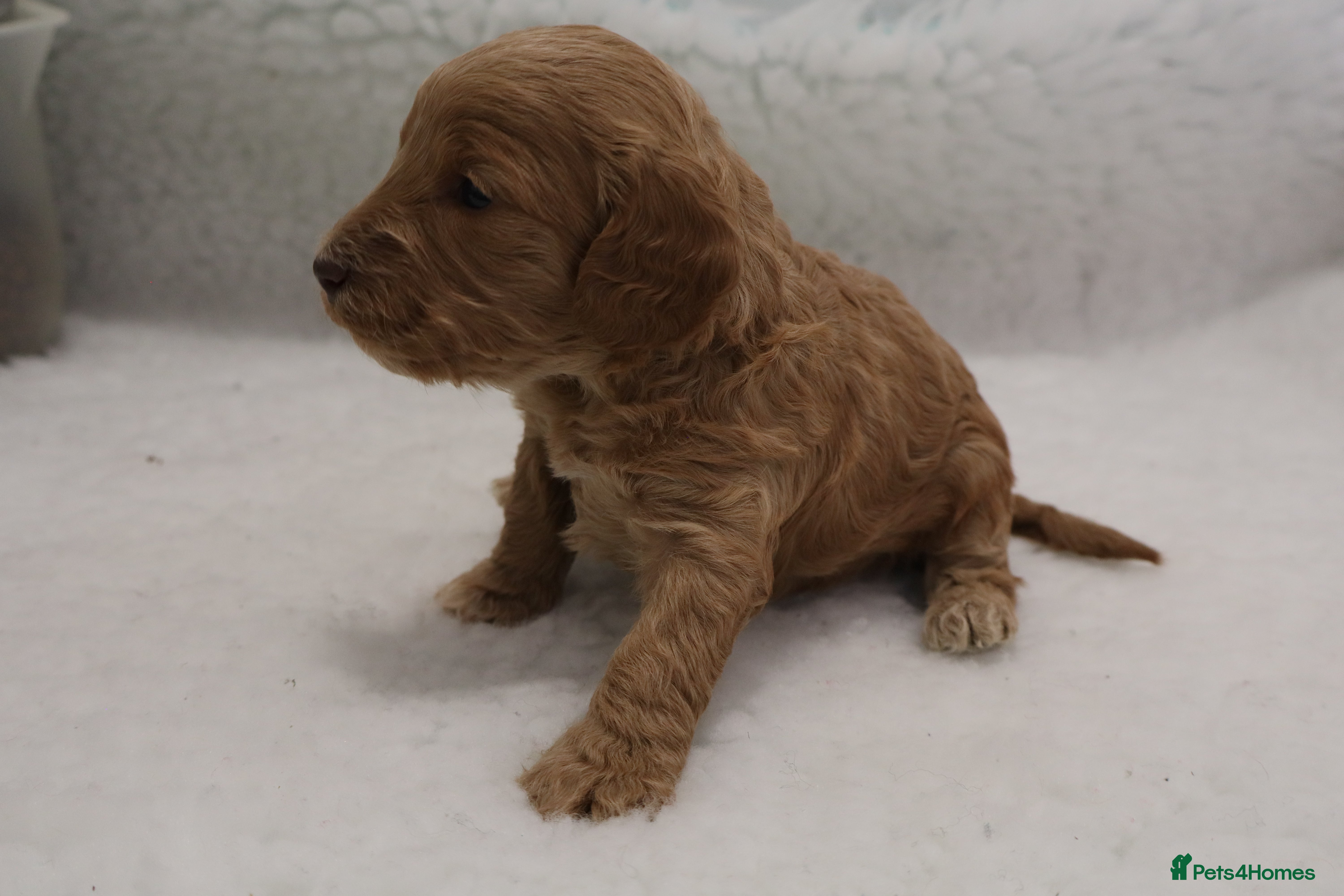 Cockapoo dogs F1 COCKAPOOS 5* LICENSED BREEDER - Advert 2