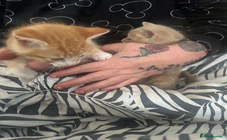 Mixed Breed cats - Advert 13
