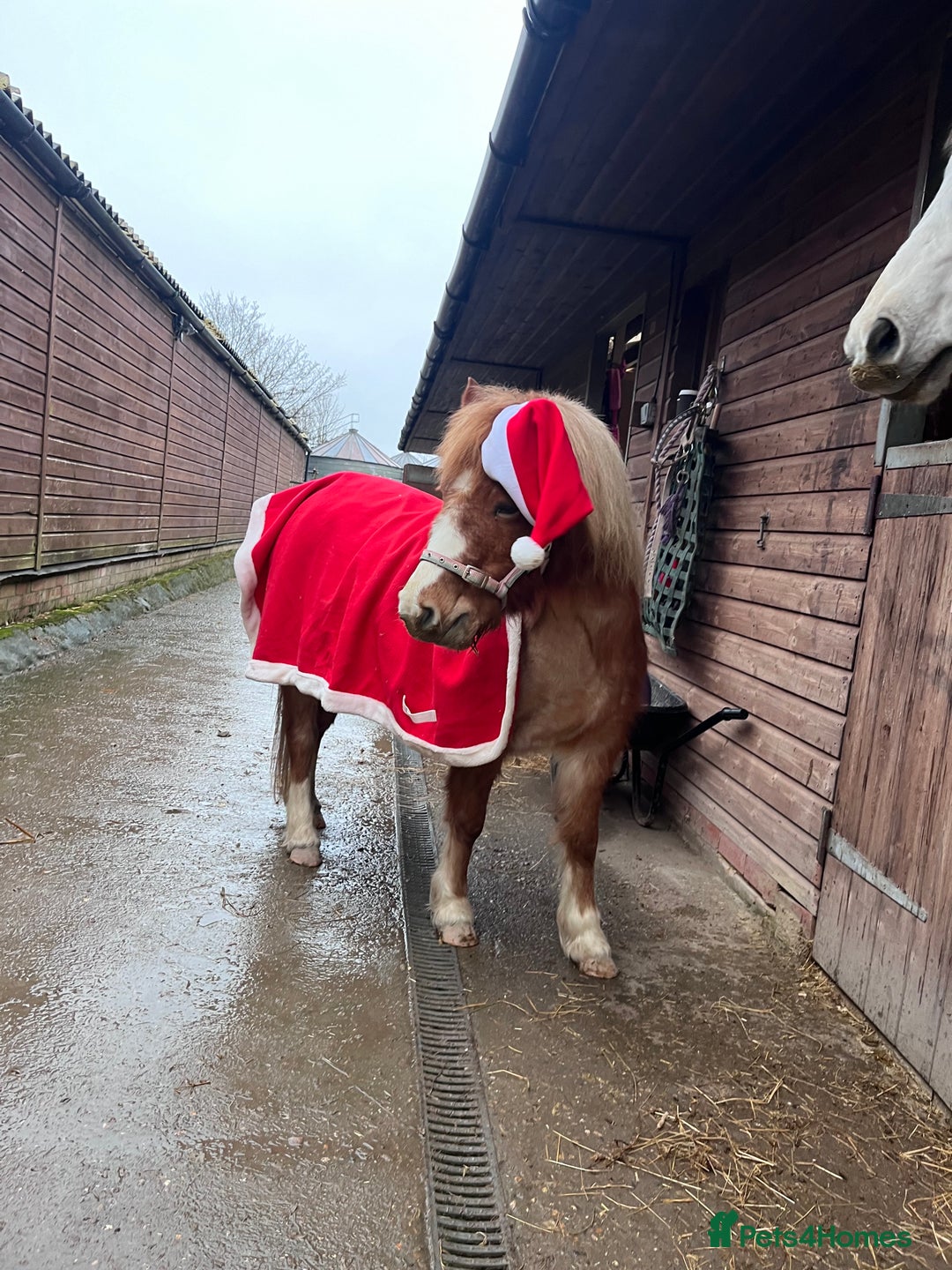 Welsh Section A horses for sale: Toni The Pony 10.3hh Mare 🦄 - Image 9