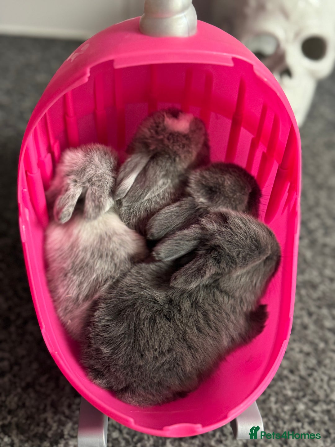 Mini Lop rabbits for sale: Extremely friendly mini lop babies for sale  - Image 20