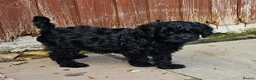 Cavapoo dogs for sale: Health tested F1 Cavapoo puppies - Advert 8