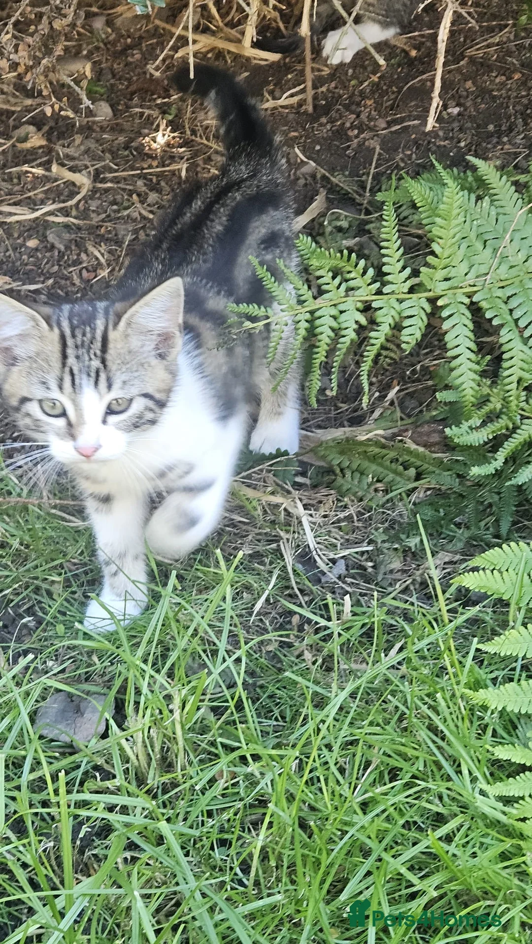 Mixed Breed cats for sale: Kittens - Advert 2
