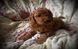 Cockapoo dogs for sale: Fabulous F1b Fox Red Cockapoo Health Cleared - Image 33