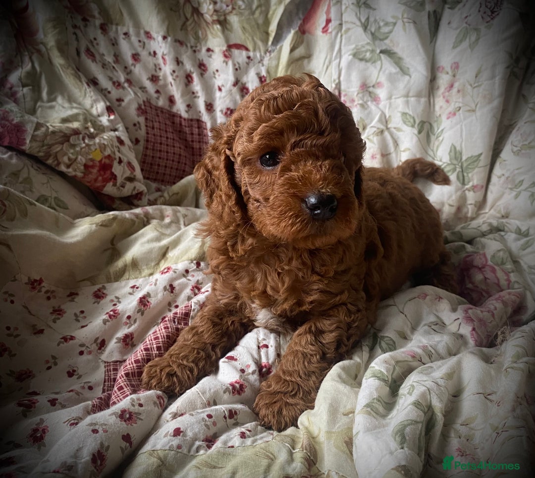 Cockapoo dogs for sale: Fabulous F1b Fox Red Cockapoo Health Cleared - Image 33