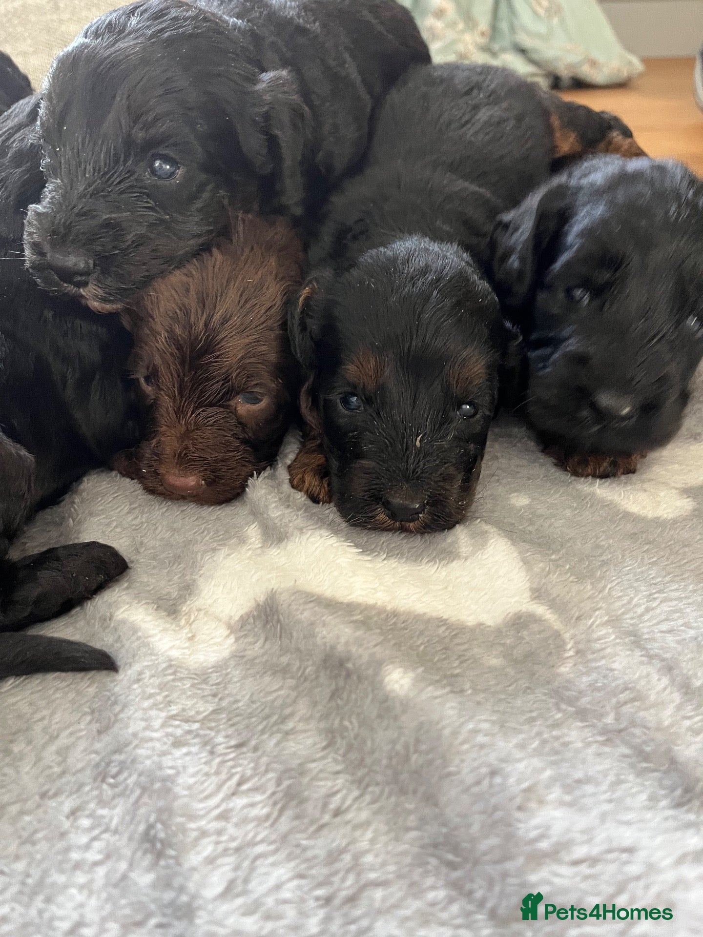 Cockapoo dogs 7 stunning F1 cockapoo puppies, black and browns  - Advert 2