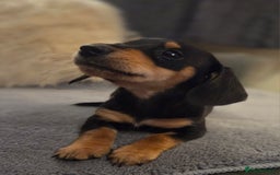 Miniature Dachshund dogs for sale: 10% legs 90% sass 100% lovable  - Image 2