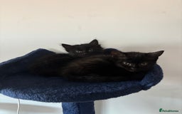 British Longhair cats for sale: 1 x British Long Hair & 2 x British Short Hair - Image 8