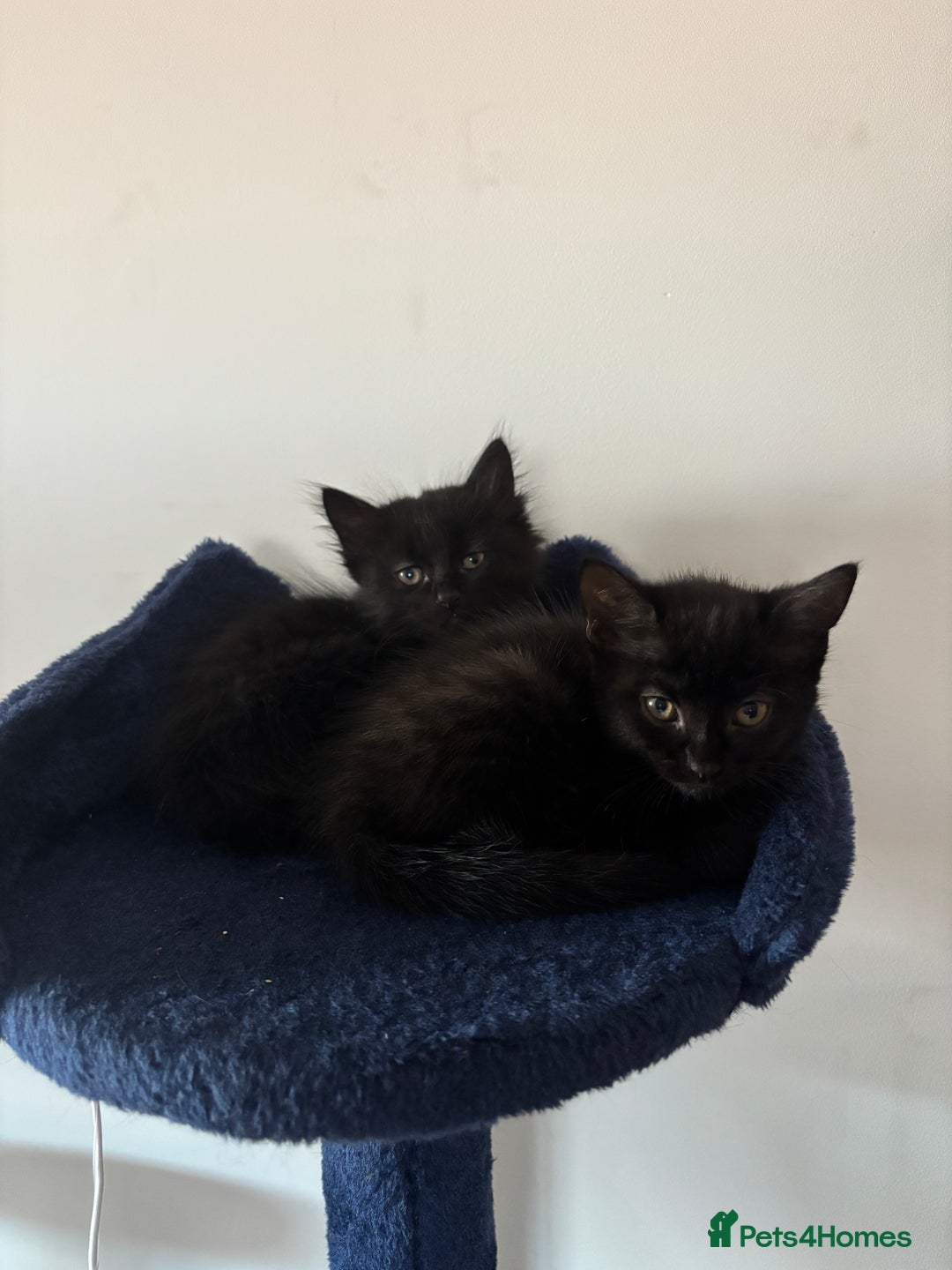 British Longhair cats for sale: 1 x British Long Hair & 2 x British Short Hair - Image 8