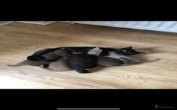 British Shorthair cats for sale: Chocolate BSH boy - Image 7