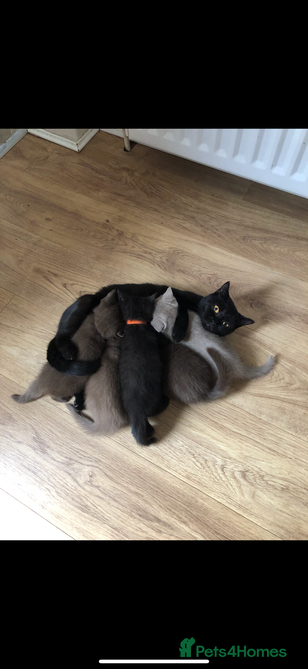 British Shorthair cats for sale: Chocolate BSH boy - Image 7