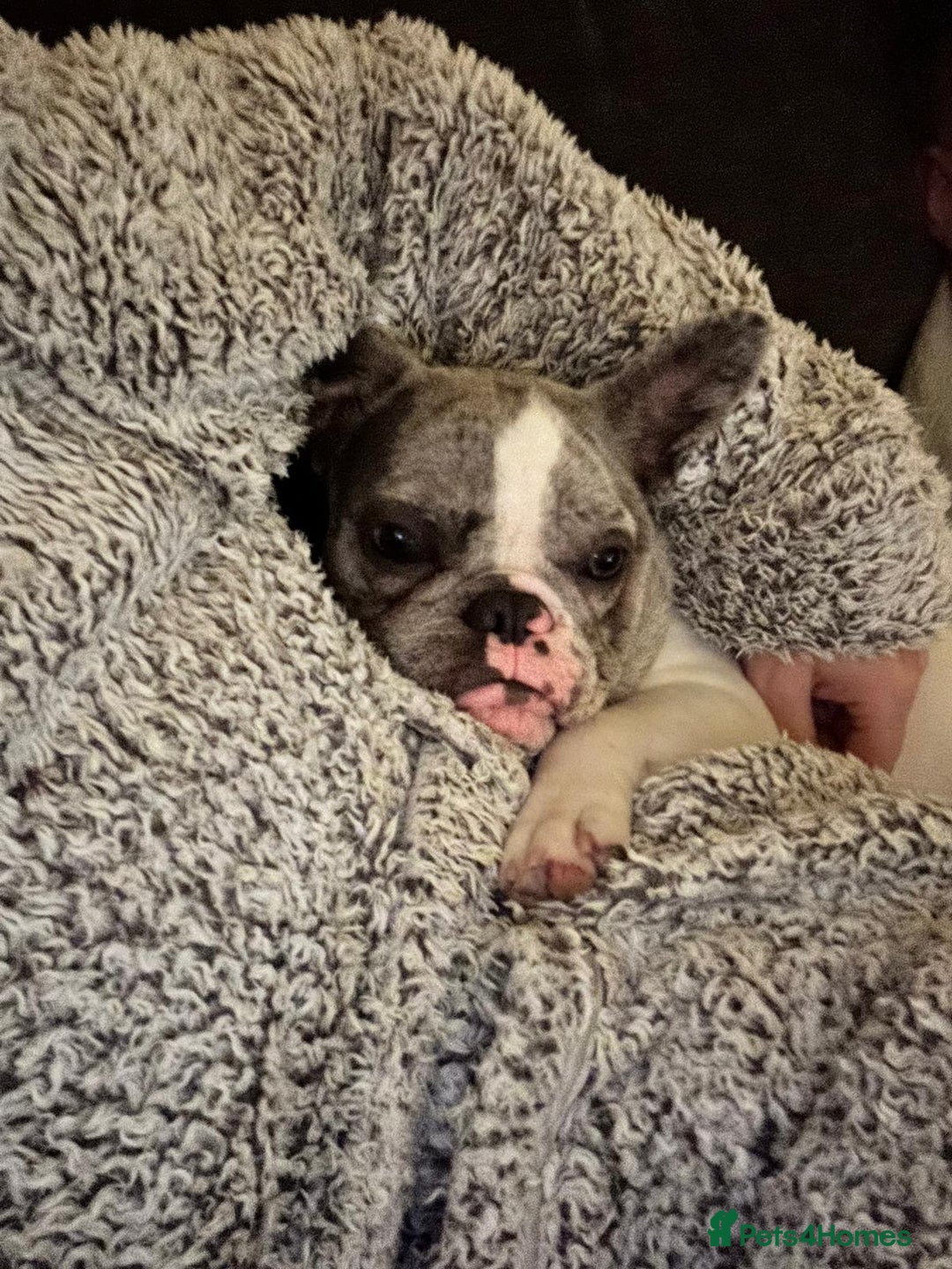 French Bulldog dogs for sale: Loving frenchie  - Advert 4