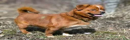 Mixed Breed dogs for adoption: 💙🐶 BONIK – TWO PERSONALITIES IN ONE LITTLE BODY in Burton-on-Trent - Advert 14