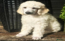 Standard Poodle dogs for sale: Standard poodle puppies!  2 girls 1 boy left  - Advert 6