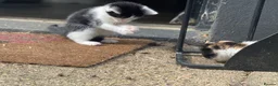 Domestic Shorthair cats for sale: Black and white kittens - Advert 10
