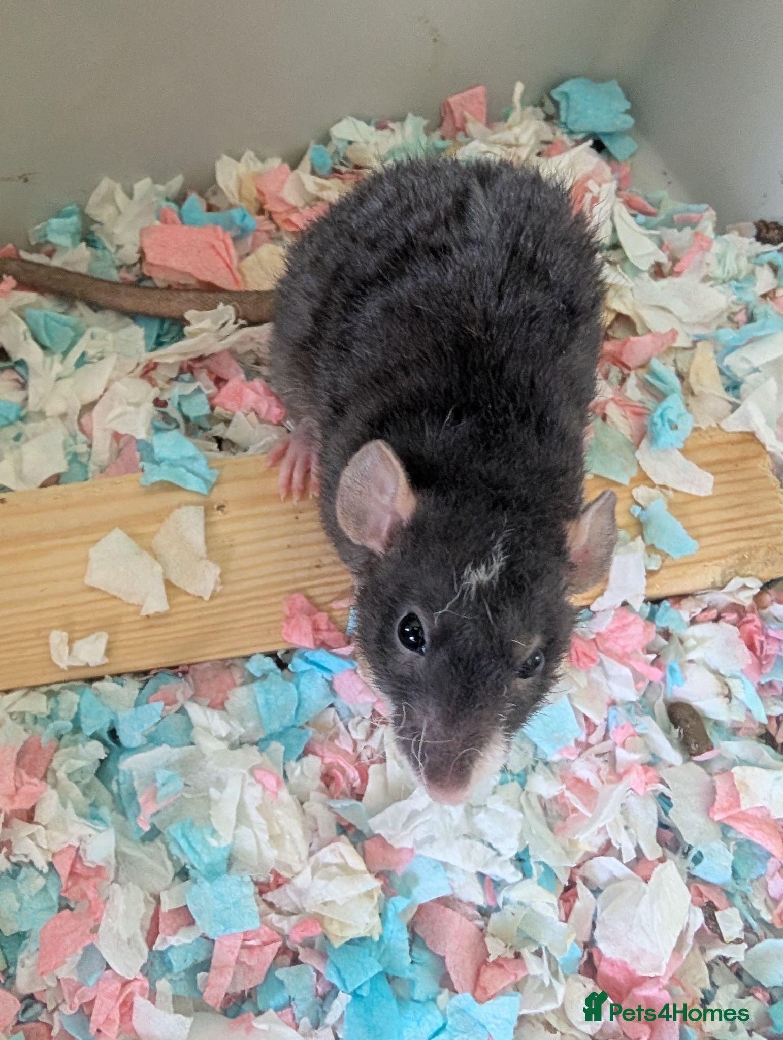 Rat rodents for sale: Dumbo rex cute rats only 4 females left - Advert 1