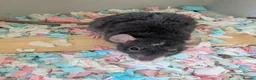 Rat rodents for sale: Dumbo rex cute rats only 4 females left - Advert 1