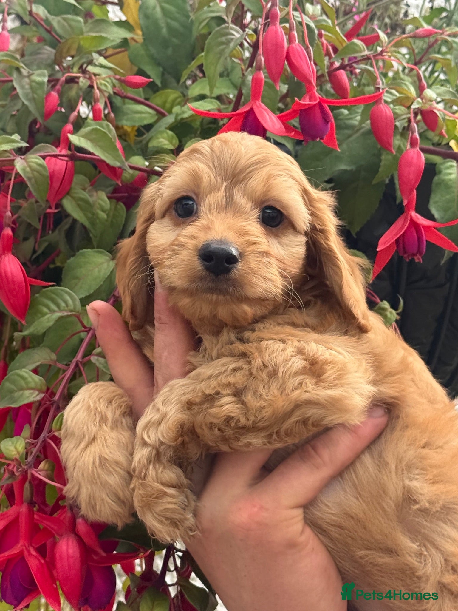 Cockapoo dogs Ready Now Stunning F1 Cockapoos - Advert 15