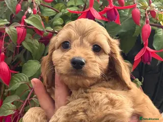 Cockapoo dogs Ready Now Stunning F1 Cockapoos - Advert 15