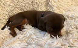 Dobermann dogs for sale: 12 stunning Doberman puppies - Image 33