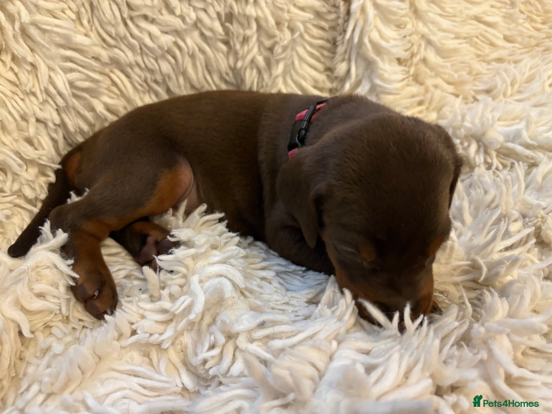 Dobermann dogs for sale: 12 stunning Doberman puppies - Image 33