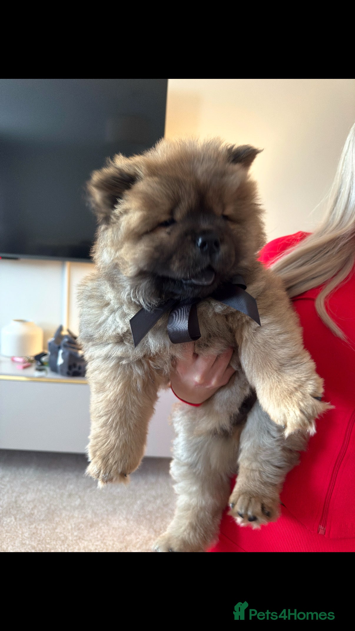 Chow Chow dogs Cinnamon Male chow chow puppy ready to leave  - Advert 4